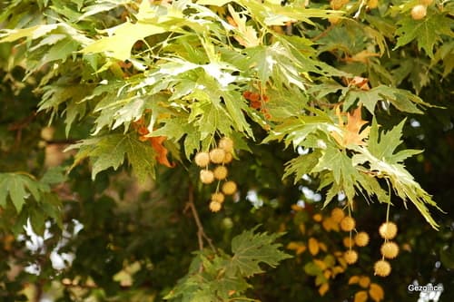 Oriental Plane Bonsai