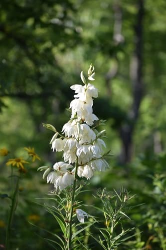 Weak-leaf Yucca Bonsai