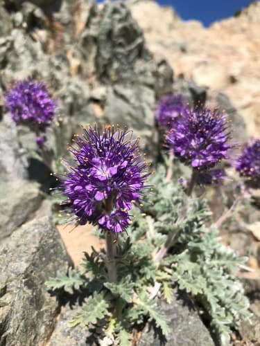 Silky Phacelia Bonsai