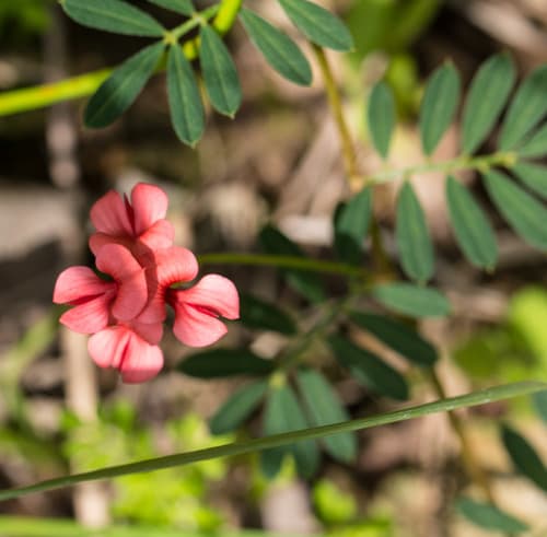 Scarlet Pea Bonsai