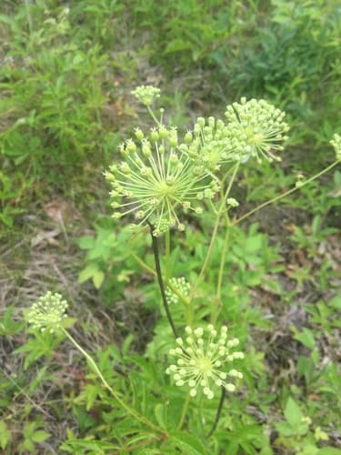 Bristly Sarsaparilla