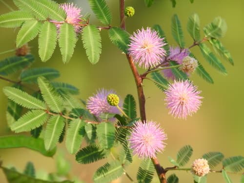 Giant Sensitive Plant
