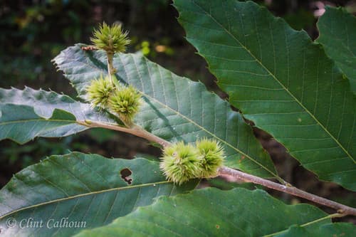 Allegheny Chinquapin