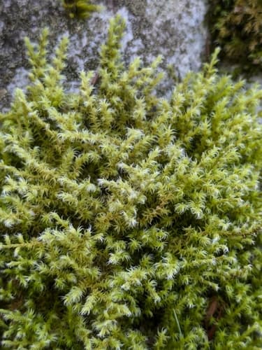 Elongate Rock Moss