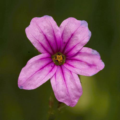 Mediterranean Stork's-bill Bonsai