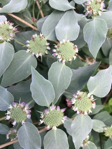 Clustered Mountainmint