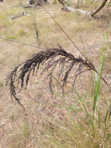 Thatch Saw-sedge Bonsai (Hypothetical)