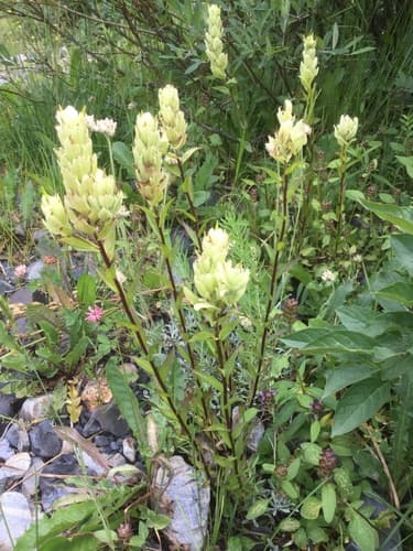 Northern Paintbrush (Wild Plant, Not a Bonsai)