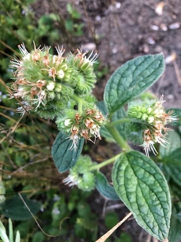 Shade Phacelia Bonsai