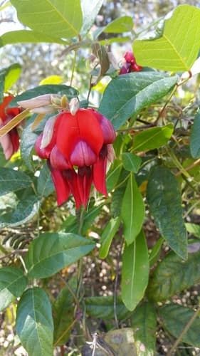 Dusky coral pea