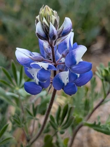 Sky Lupine