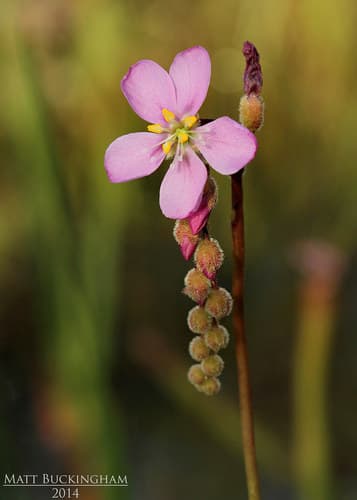 Tracy's sundew