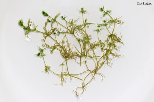 Common Stonewort