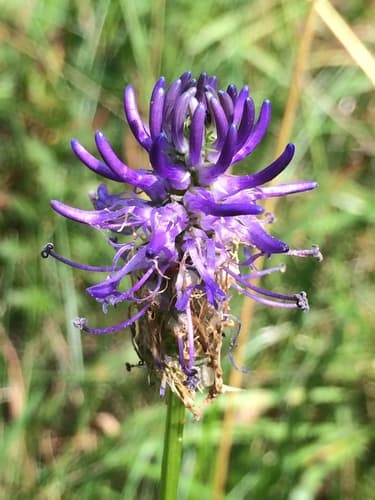 Betony-leaved Rampion