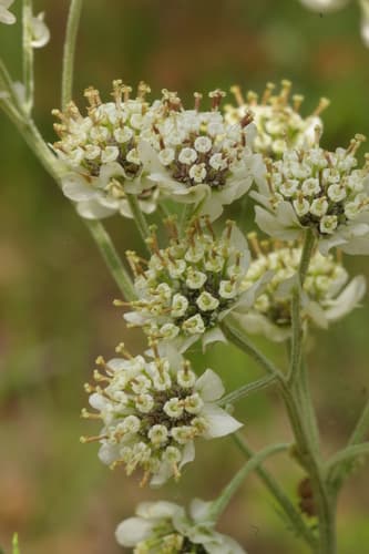 Carolina Woollywhite