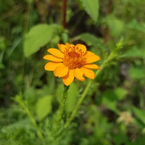 Adenophyllum cancellatum Flower