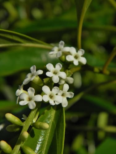 Spiny Fiddlewood Bonsai