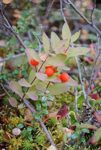 Northern Comandra (Wild Specimen)