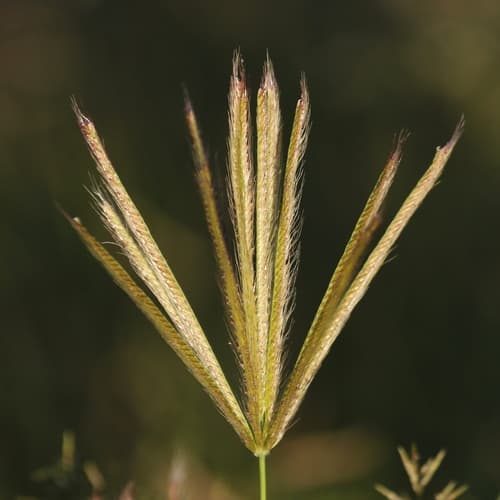 Feather Finger Grass