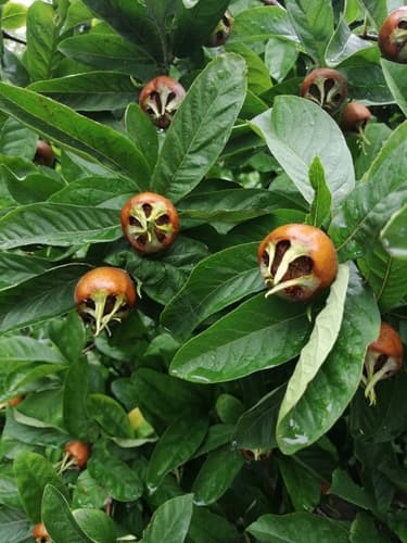 Medlar Tree