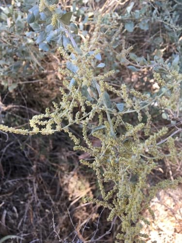 Mediterranean Saltbush Bonsai