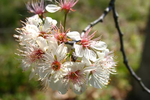 Mexican Plum Bonsai