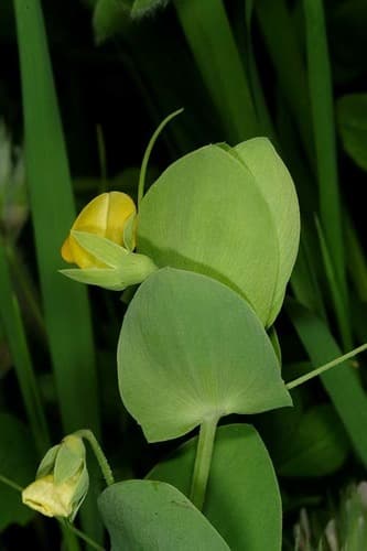 Yellow Vetchling