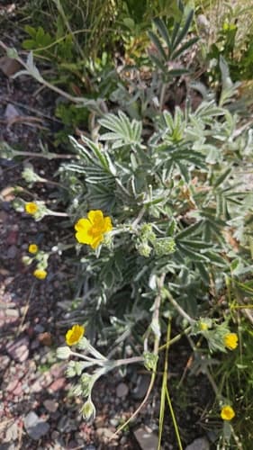 Woolly Cinquefoil Bonsai