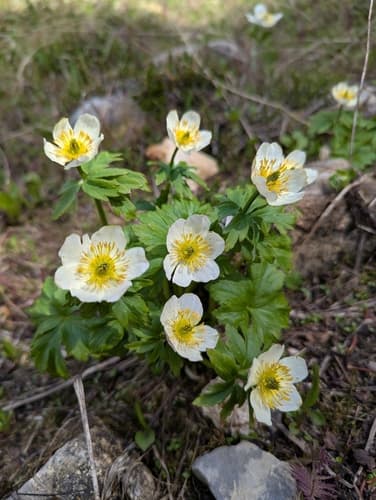 White Globeflower