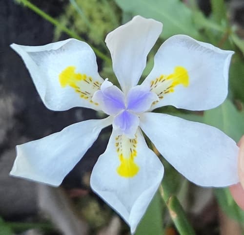 Small Fortnight Lily