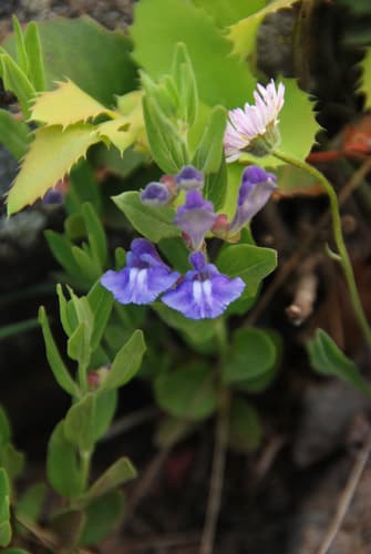 Britton's Skullcap Bonsai