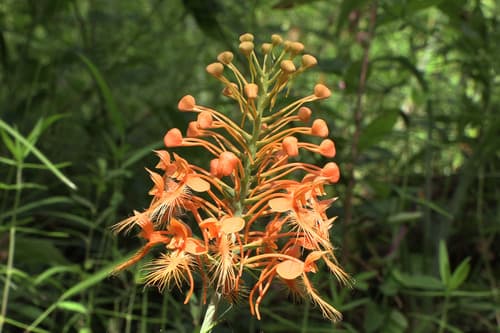 Orange-fringed Orchid Bonsai