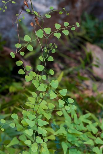 Climbing Maidenhair Bonsai