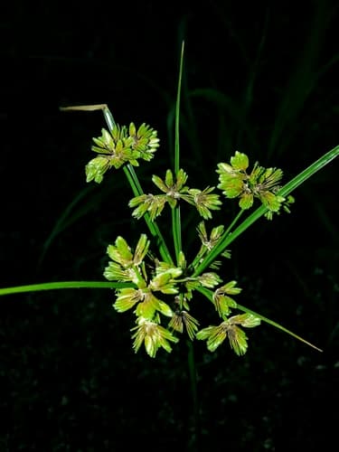 Tropical Flatsedge