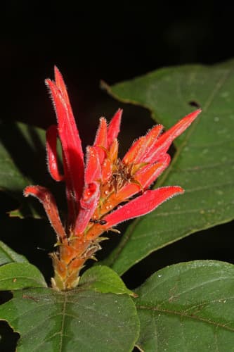 Red Aphelandra