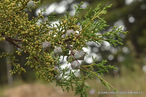 Mexican Cypress Bonsai