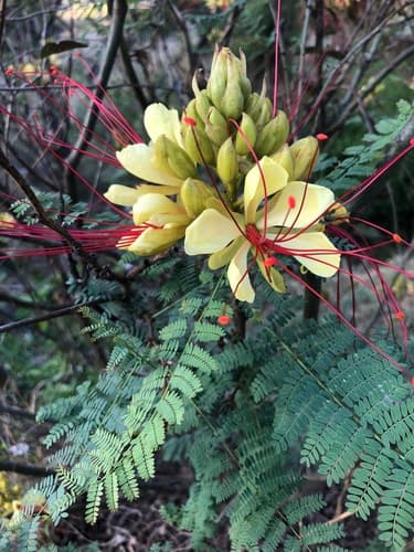 Yellow Bird-of-Paradise Shrub