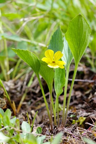 Canary Violet Bonsai