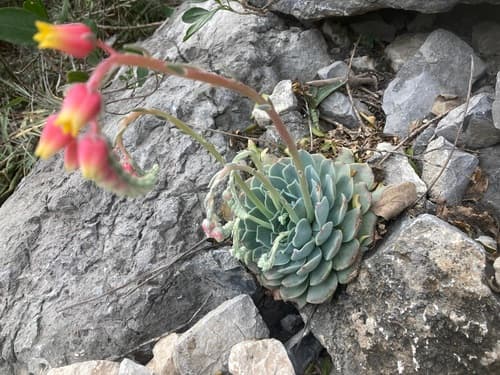 Echeveria simulans