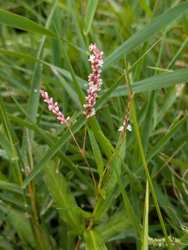 Swamp Smartweed