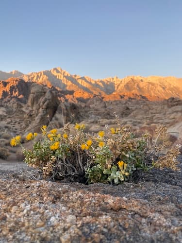 Wedgeleaf Goldenbush Bonsai