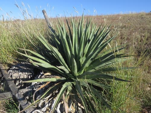Palmer's agave