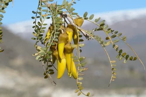 Small-leaved Kowhai