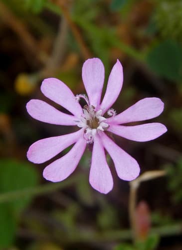 Mediterranean Catchfly Bonsai