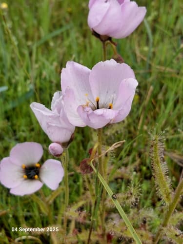 Poppy-flowered Sundew