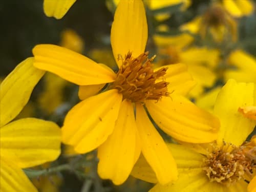 Lemmon's Marigold Bonsai