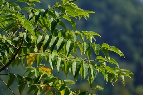 Oriental Trema Bonsai