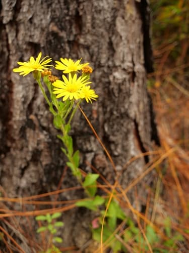 Maryland Golden-Aster Bonsai