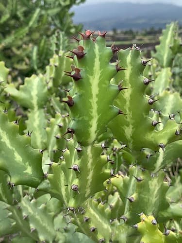 Mottled Spurge