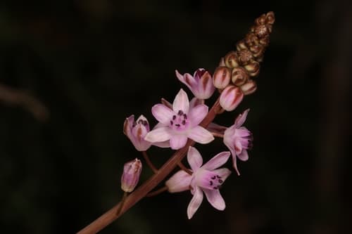 Autumn Squill